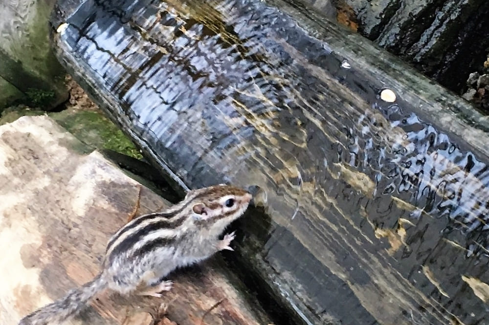 リスの森